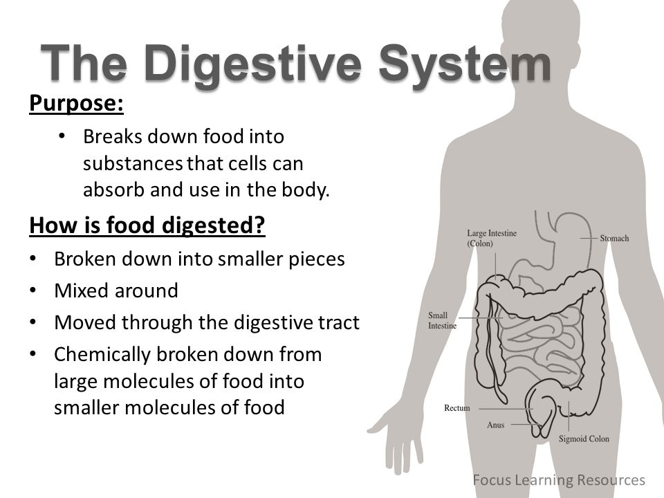 A Journey Through The Digestive System Project A Journey Through The Digestive System Project