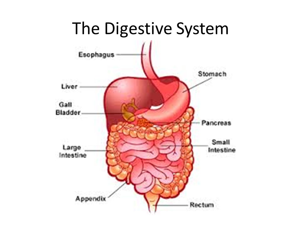 Пищеварительная система термины. Digestive System. Digestive System of Human and Cow. Сумки пищеварительная система. Пищеварительная система Жуков.