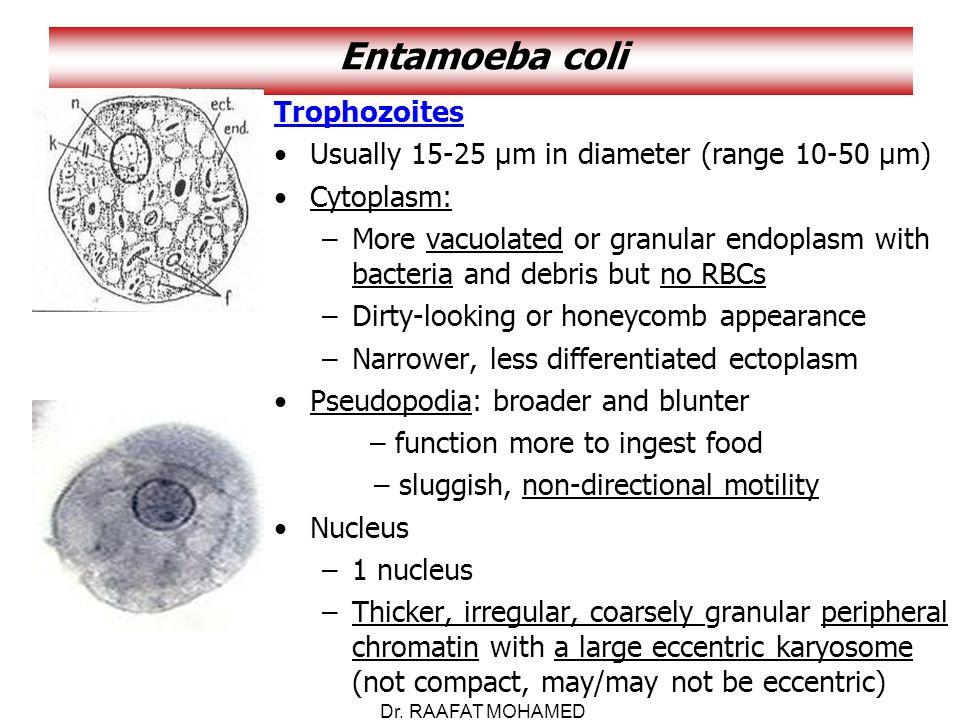 Entamoeba coli в кале. Entamoeba coli циста строение. Кишечная амеба (Entamoeba coli). Entamoeba histolytica циста. Цисты Entamoeba coli 0 1.