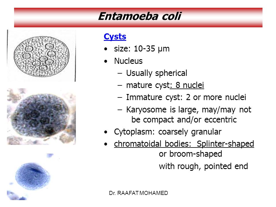 Entamoeba coli в кале. Цисты Entamoeba. Entamoeba coli циста. Entamoeba coli циста строение. Цисты энтамеба коли.