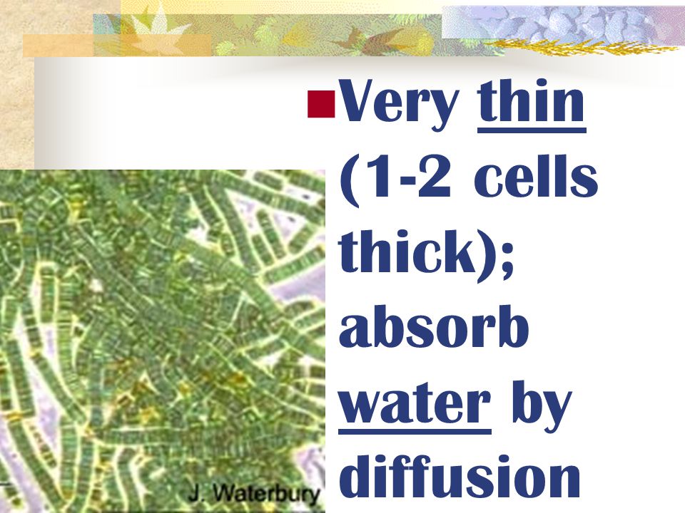 Very thin (1-2 cells thick); absorb water by diffusion