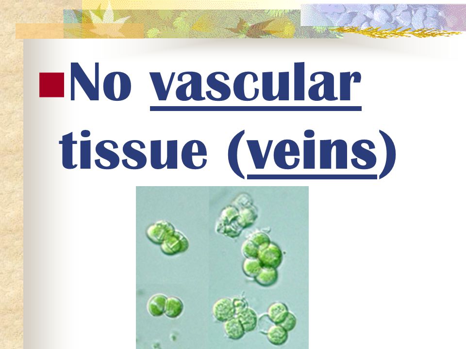 No vascular tissue (veins)
