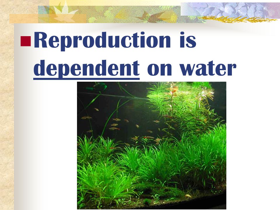 Reproduction is dependent on water