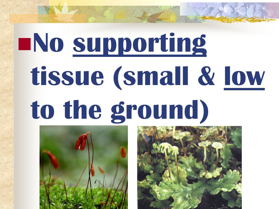 No supporting tissue (small & low to the ground)