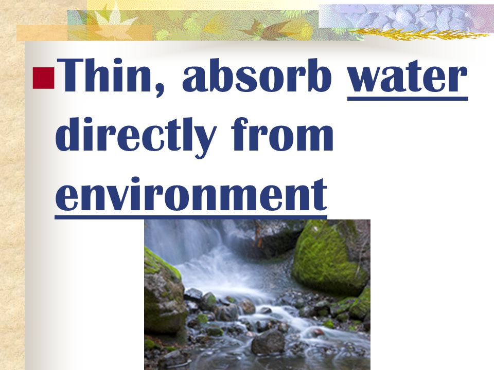Thin, absorb water directly from environment