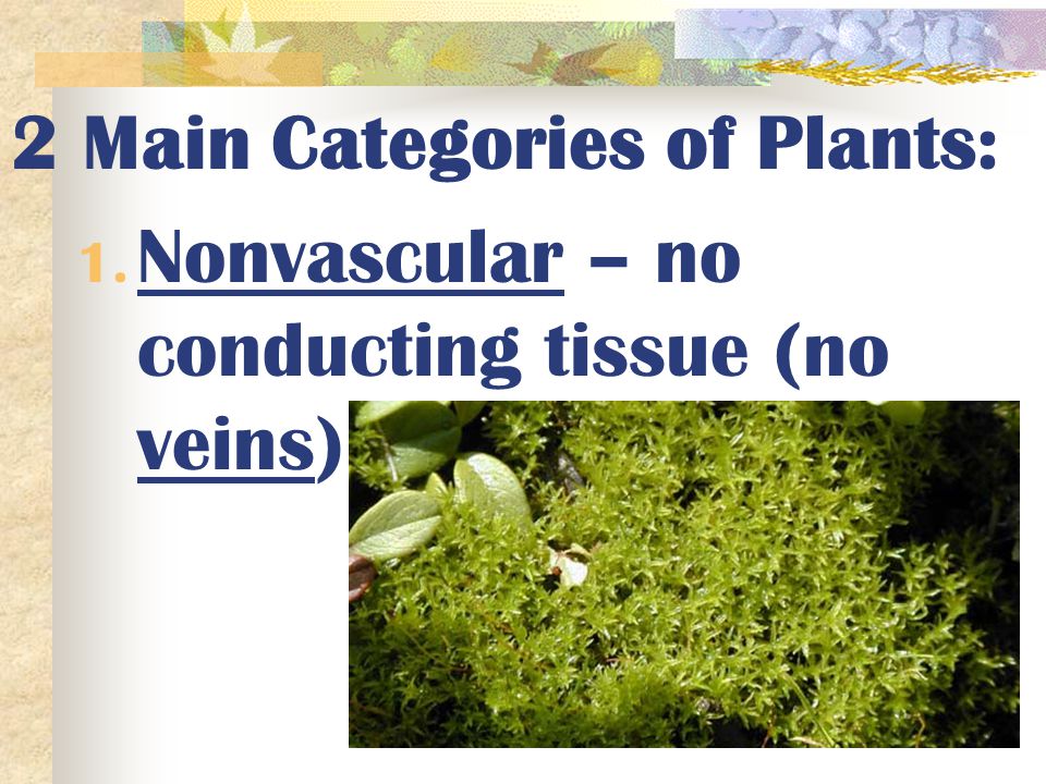 2 Main Categories of Plants: