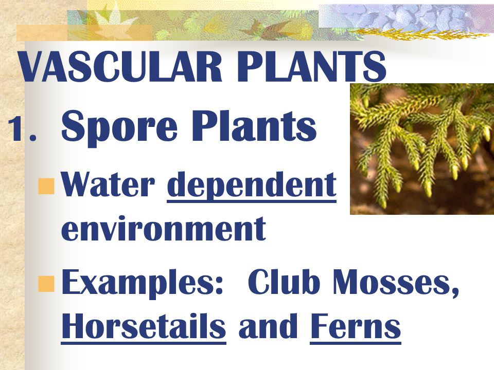 VASCULAR PLANTS 1. Spore Plants Water dependent environment