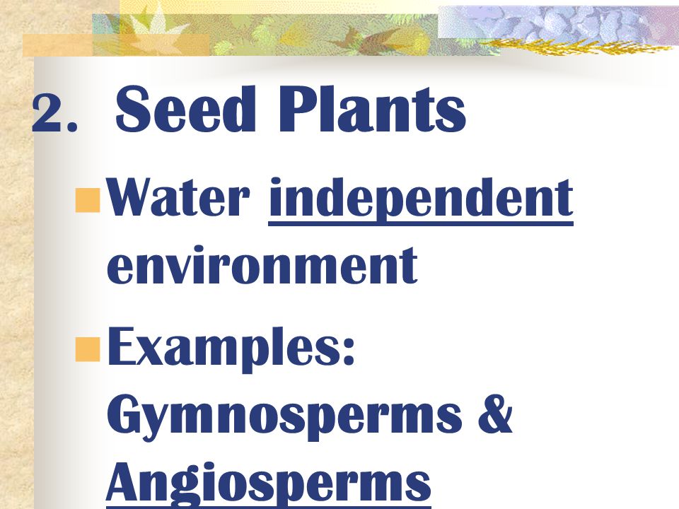 2. Seed Plants Water independent environment Examples: Gymnosperms & Angiosperms