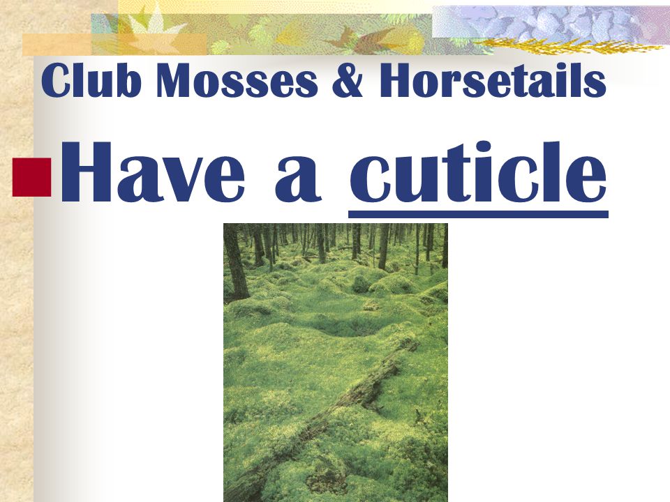 Club Mosses & Horsetails