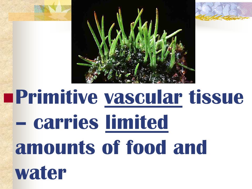 Primitive vascular tissue – carries limited amounts of food and water
