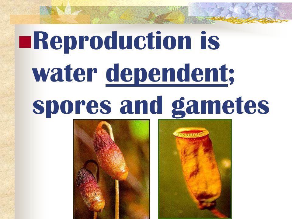 Reproduction is water dependent; spores and gametes