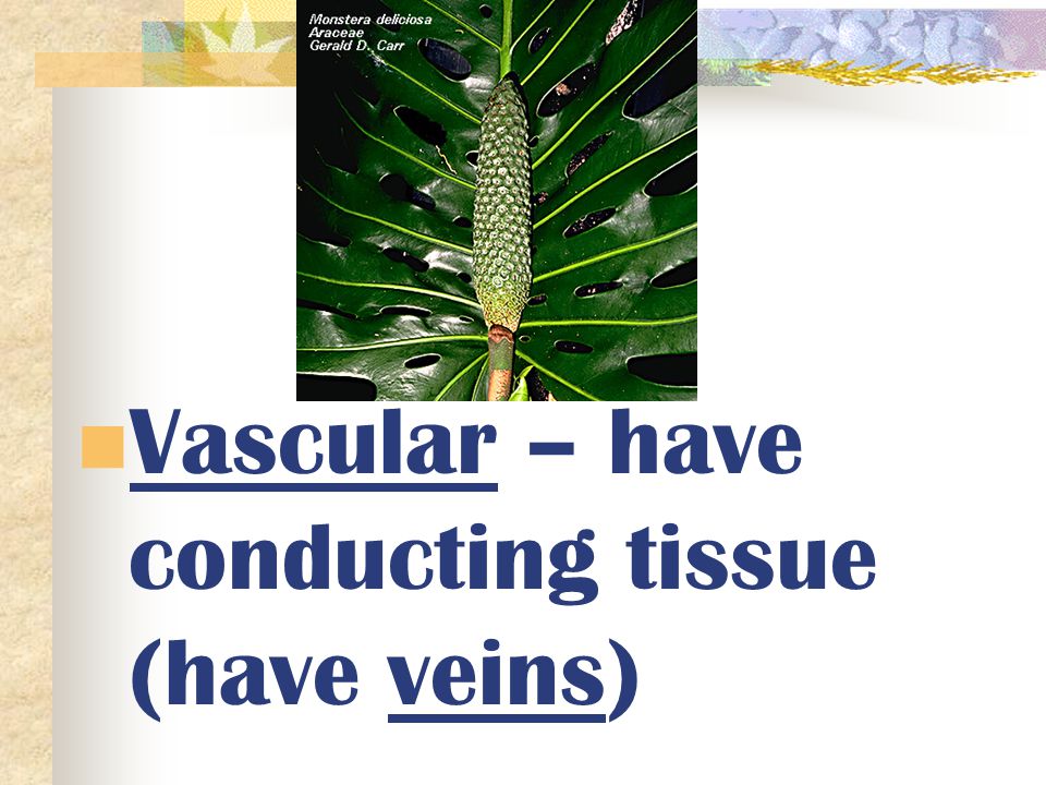 Vascular – have conducting tissue (have veins)
