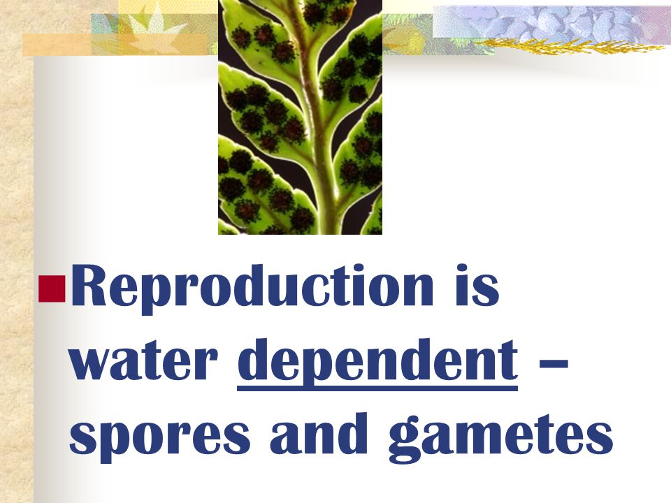 Reproduction is water dependent – spores and gametes