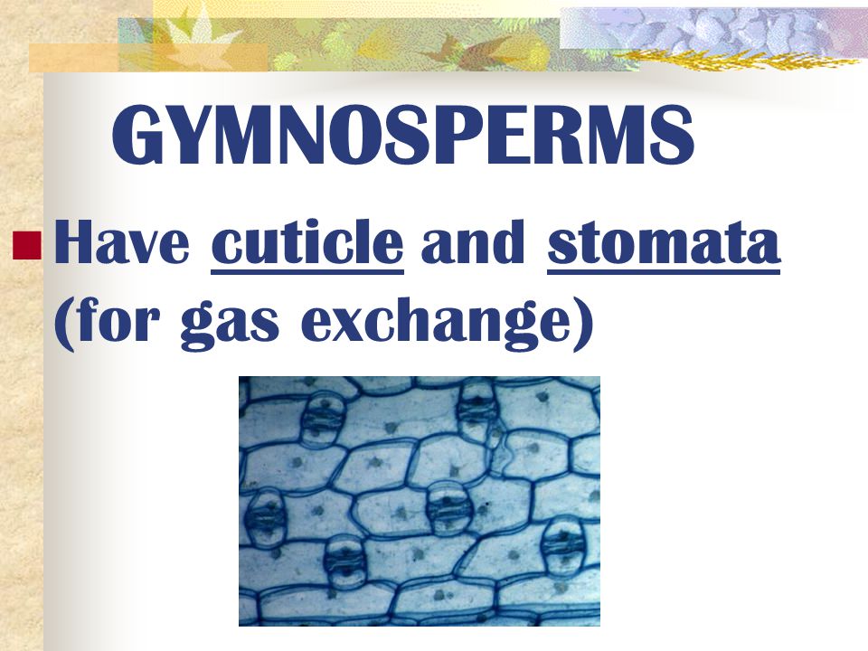 GYMNOSPERMS Have cuticle and stomata (for gas exchange)