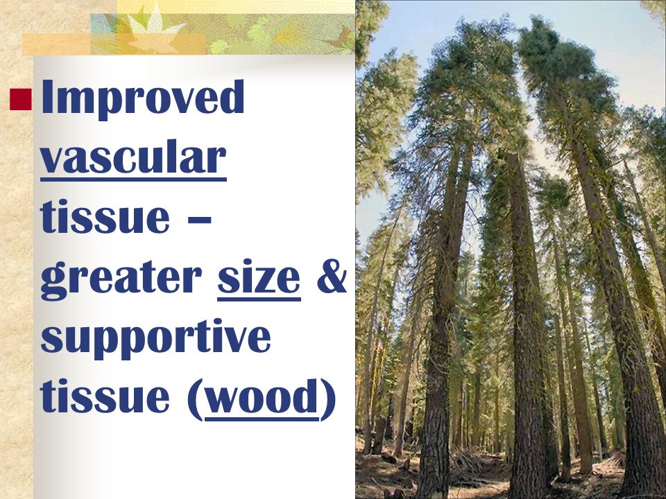 Improved vascular tissue – greater size & supportive tissue (wood)