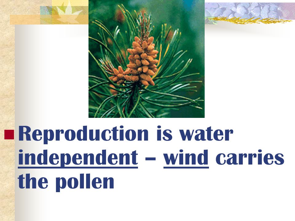 Reproduction is water independent – wind carries the pollen