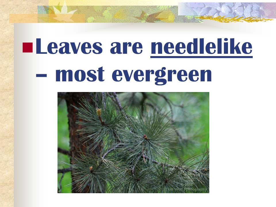 Leaves are needlelike – most evergreen
