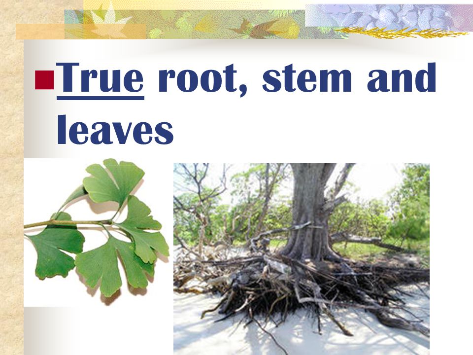 True root, stem and leaves