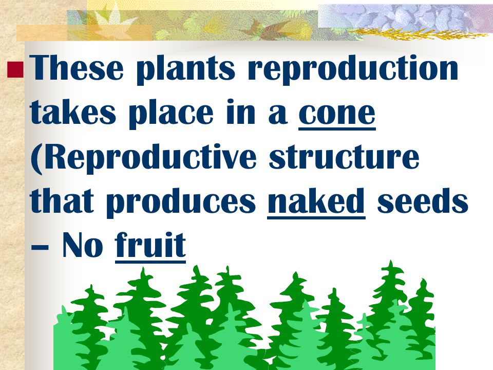 These plants reproduction takes place in a cone (Reproductive structure that produces naked seeds – No fruit