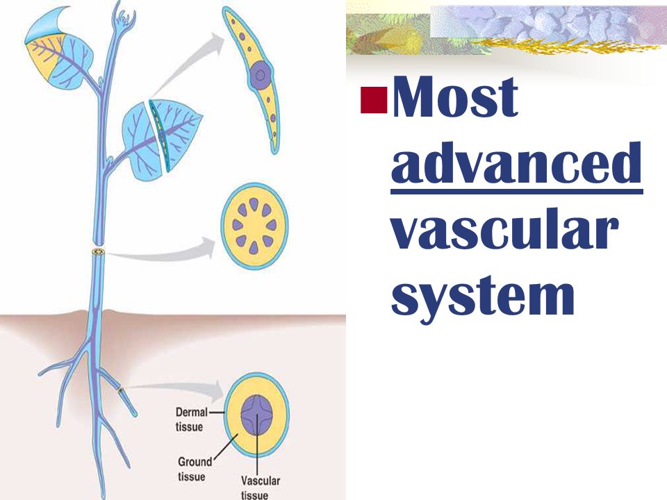 Most advanced vascular system