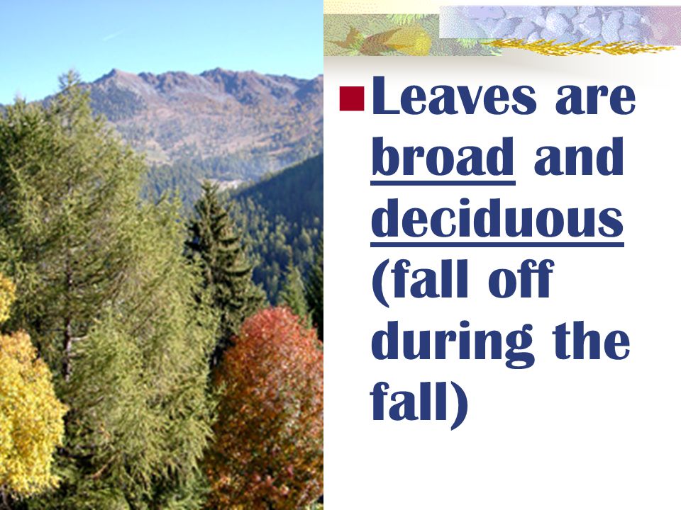 Leaves are broad and deciduous (fall off during the fall)