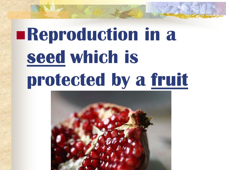 Reproduction in a seed which is protected by a fruit