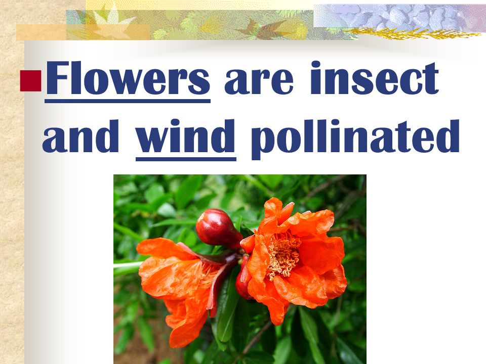 Flowers are insect and wind pollinated