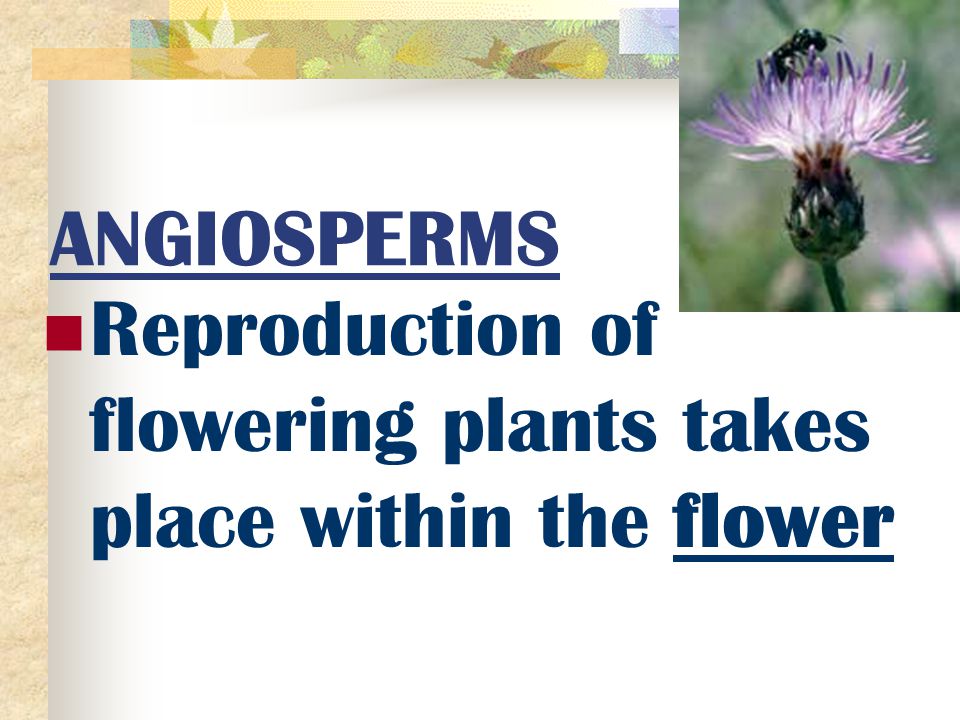 ANGIOSPERMS Reproduction of flowering plants takes place within the flower