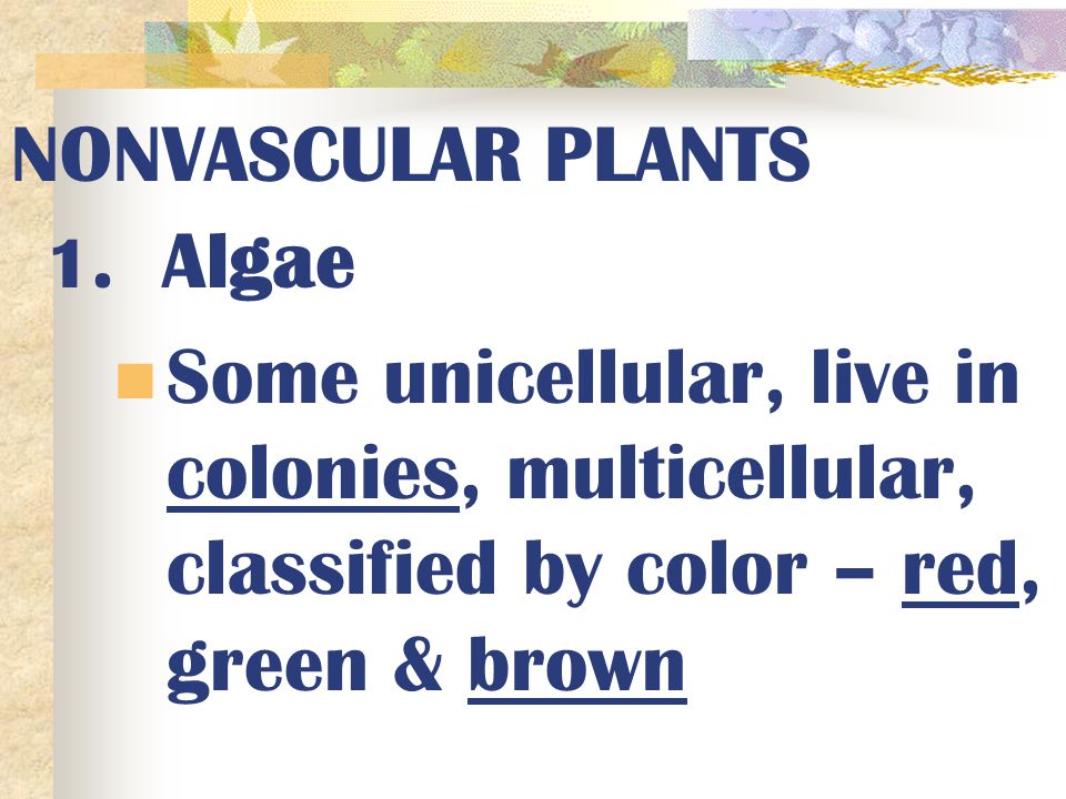 NONVASCULAR PLANTS 1. Algae.