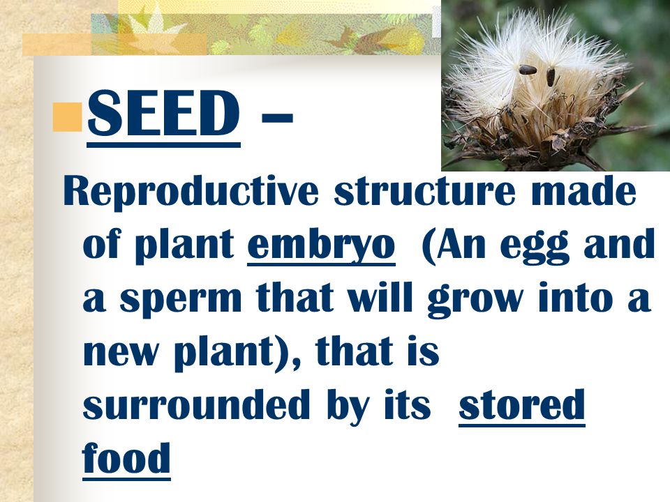 SEED – Reproductive structure made of plant embryo (An egg and a sperm that will grow into a new plant), that is surrounded by its stored food.