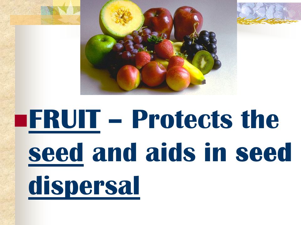 FRUIT – Protects the seed and aids in seed dispersal