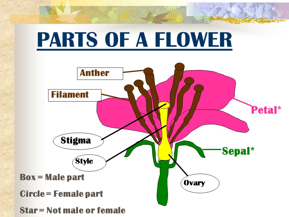 PARTS OF A FLOWER Petal* Sepal* Anther Filament Stigma Box = Male part