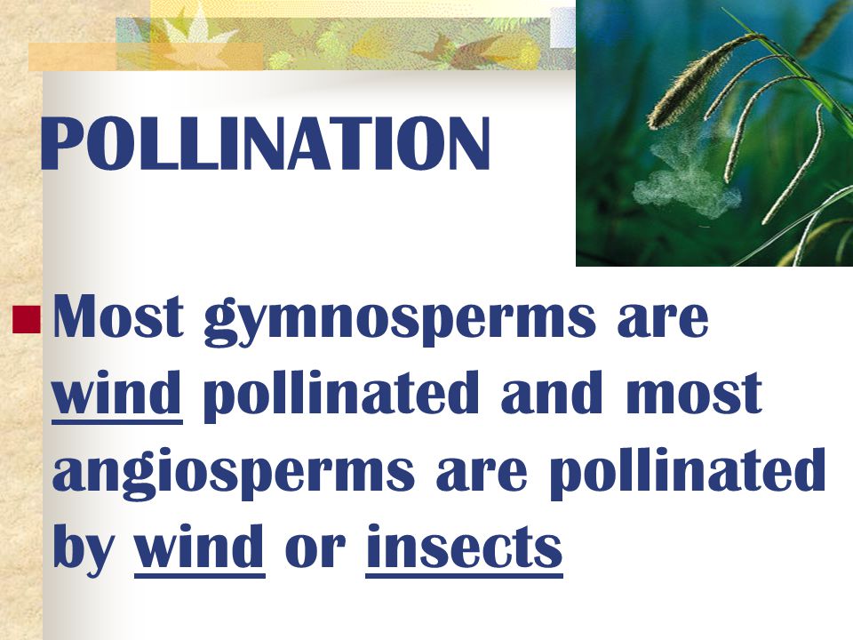 POLLINATION Most gymnosperms are wind pollinated and most angiosperms are pollinated by wind or insects.