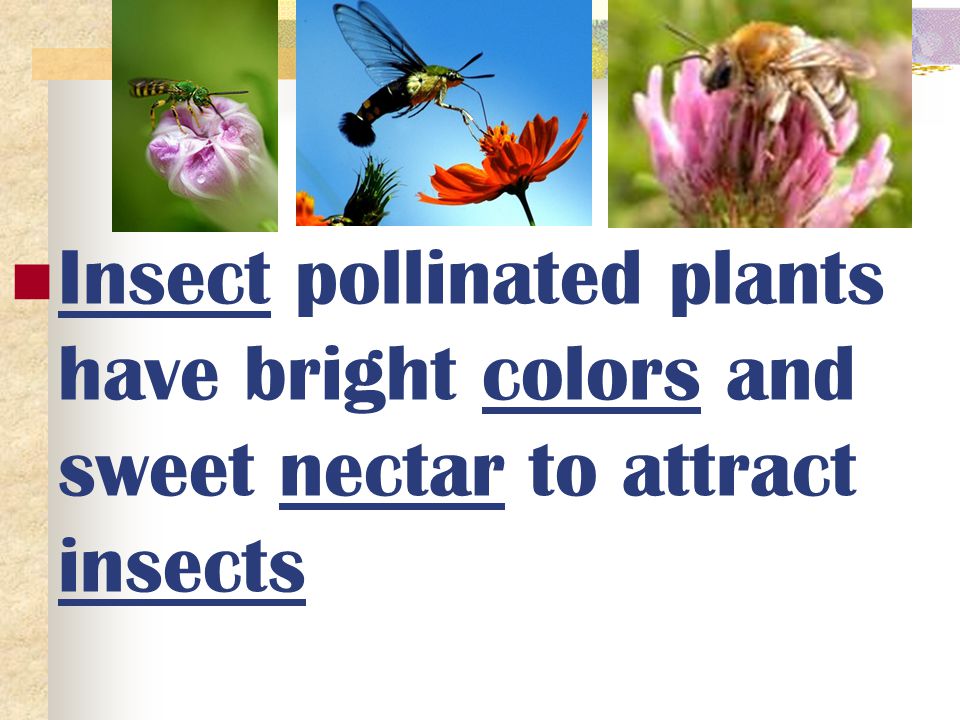 Insect pollinated plants have bright colors and sweet nectar to attract insects