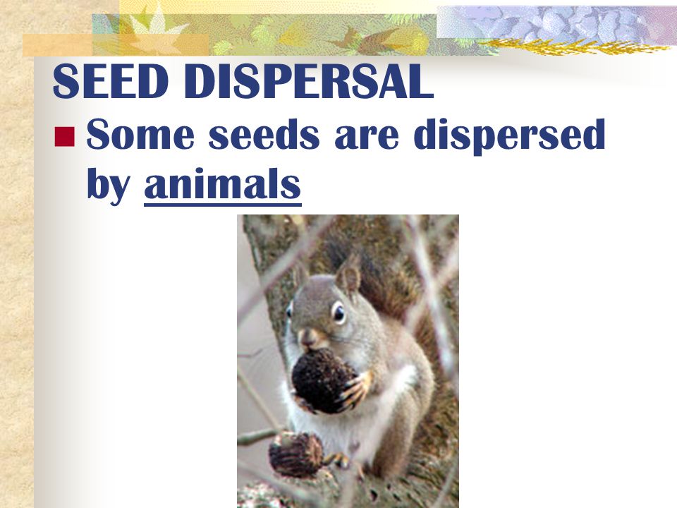 SEED DISPERSAL Some seeds are dispersed by animals