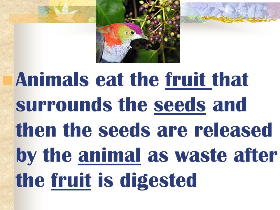 Animals eat the fruit that surrounds the seeds and then the seeds are released by the animal as waste after the fruit is digested