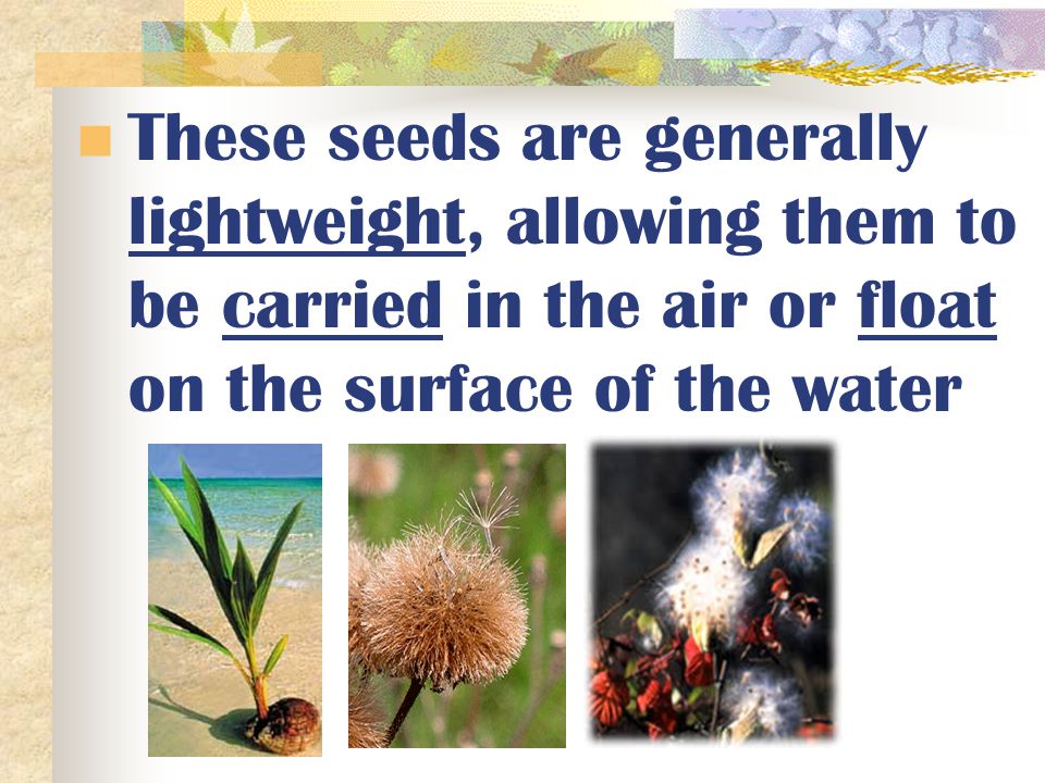 These seeds are generally lightweight, allowing them to be carried in the air or float on the surface of the water