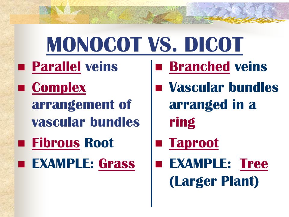 MONOCOT VS. DICOT Parallel veins