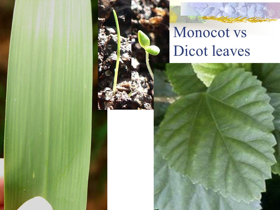 Monocot vs Dicot leaves