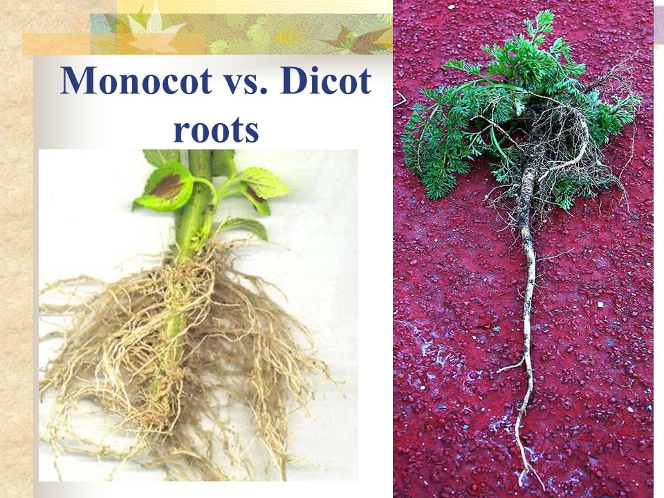 Monocot vs. Dicot roots