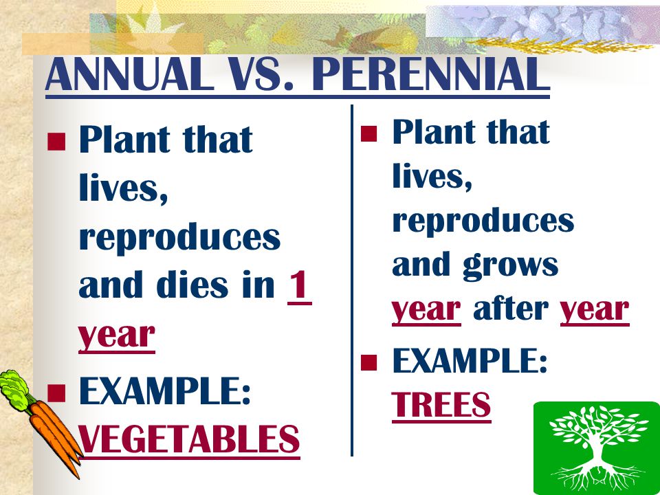ANNUAL VS. PERENNIAL Plant that lives, reproduces and dies in 1 year