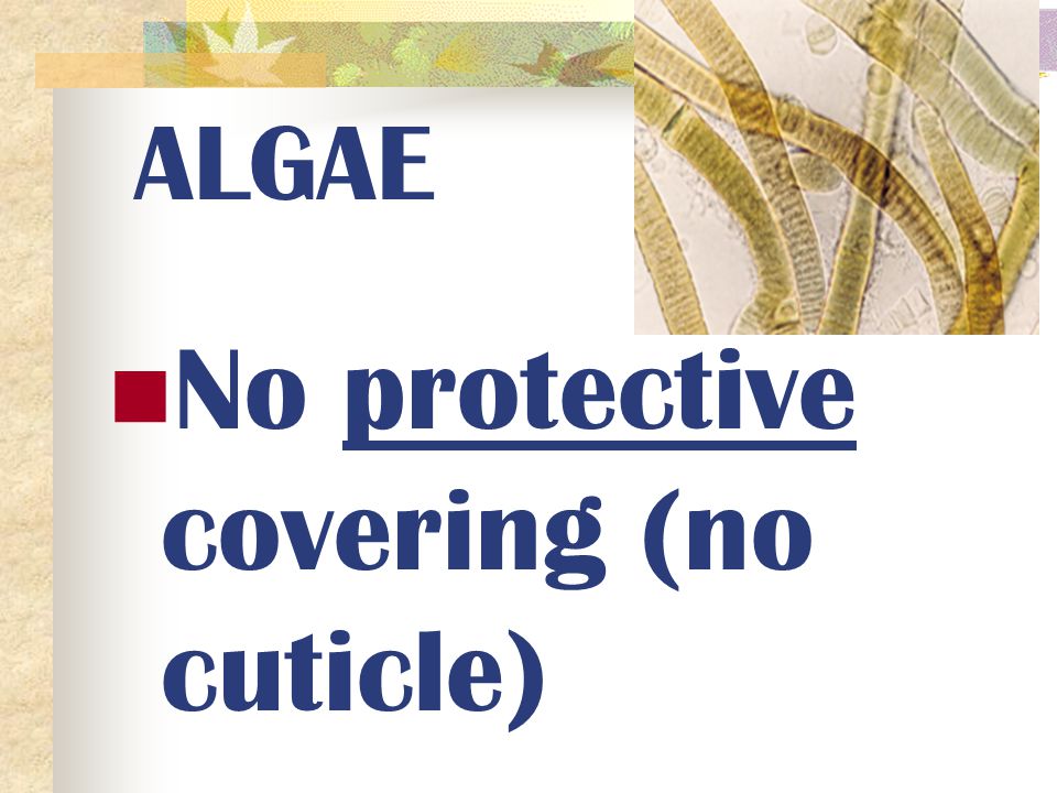 No protective covering (no cuticle)