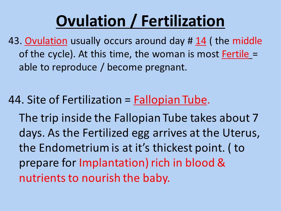 Ovulation / Fertilization
