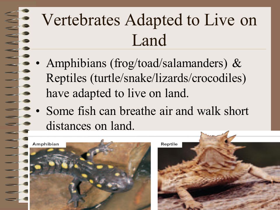AMPHIBIANS & REPTILES ARE ADAPTED FOR LIFE ON LAND - ppt video online  download