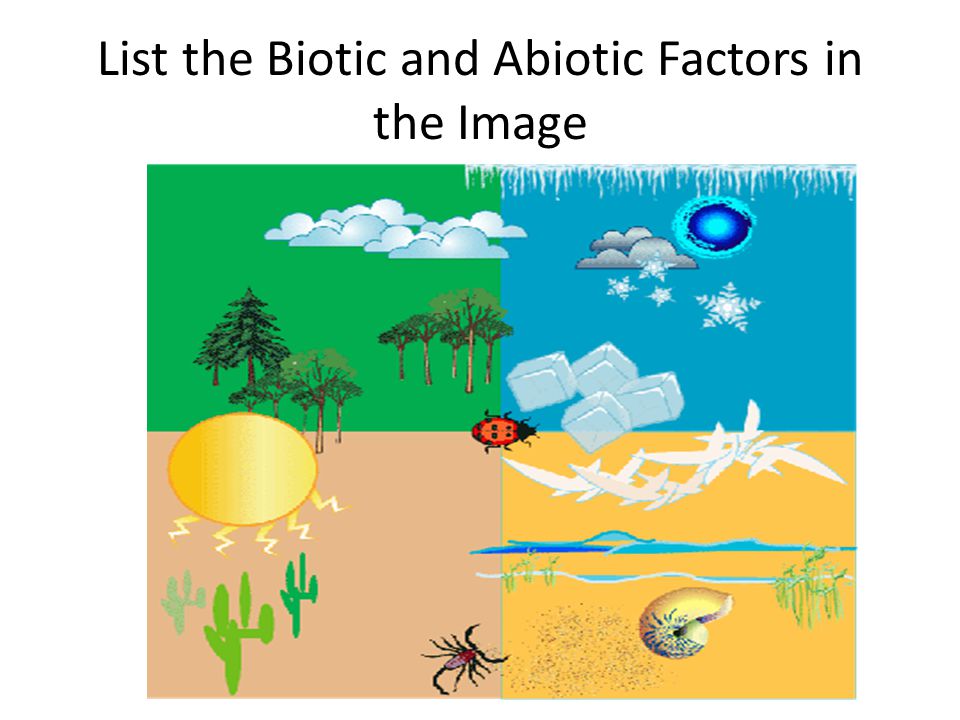 List the Biotic and Abiotic Factors in the Image.