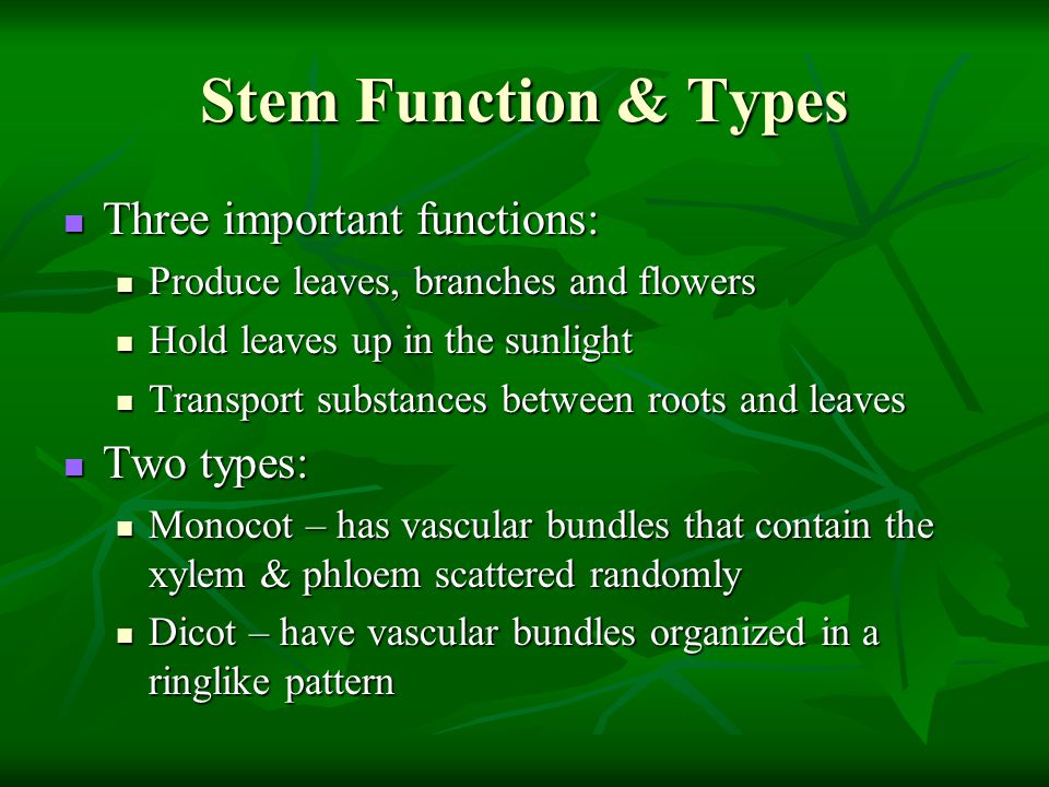Stem Function & Types Three important functions: Two types: