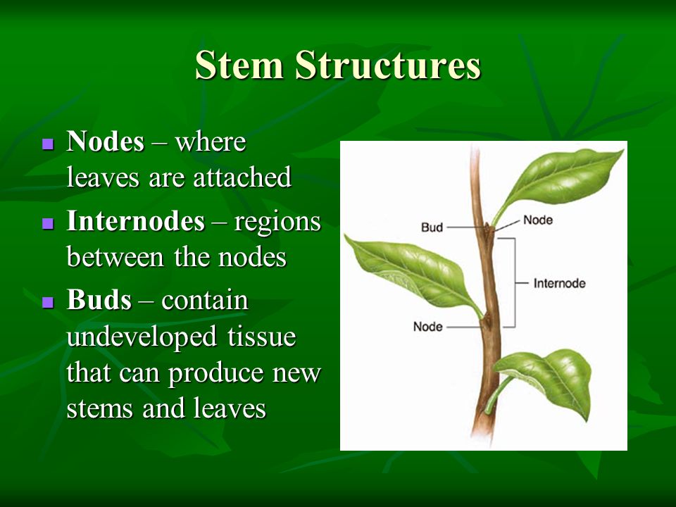Stem Structures Nodes – where leaves are attached