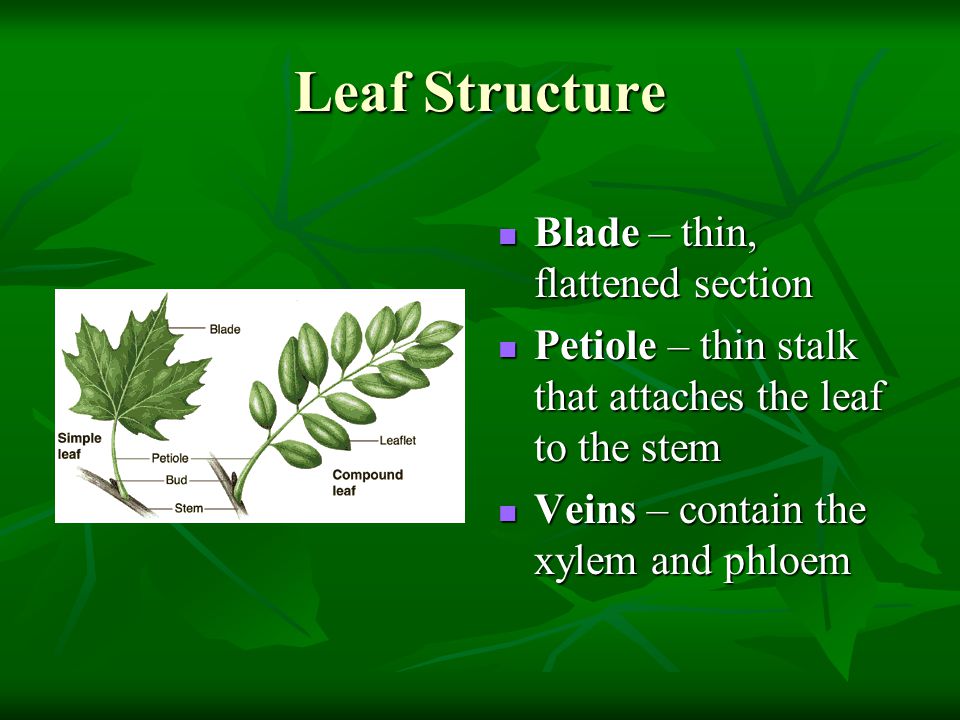 Leaf Structure Blade – thin, flattened section