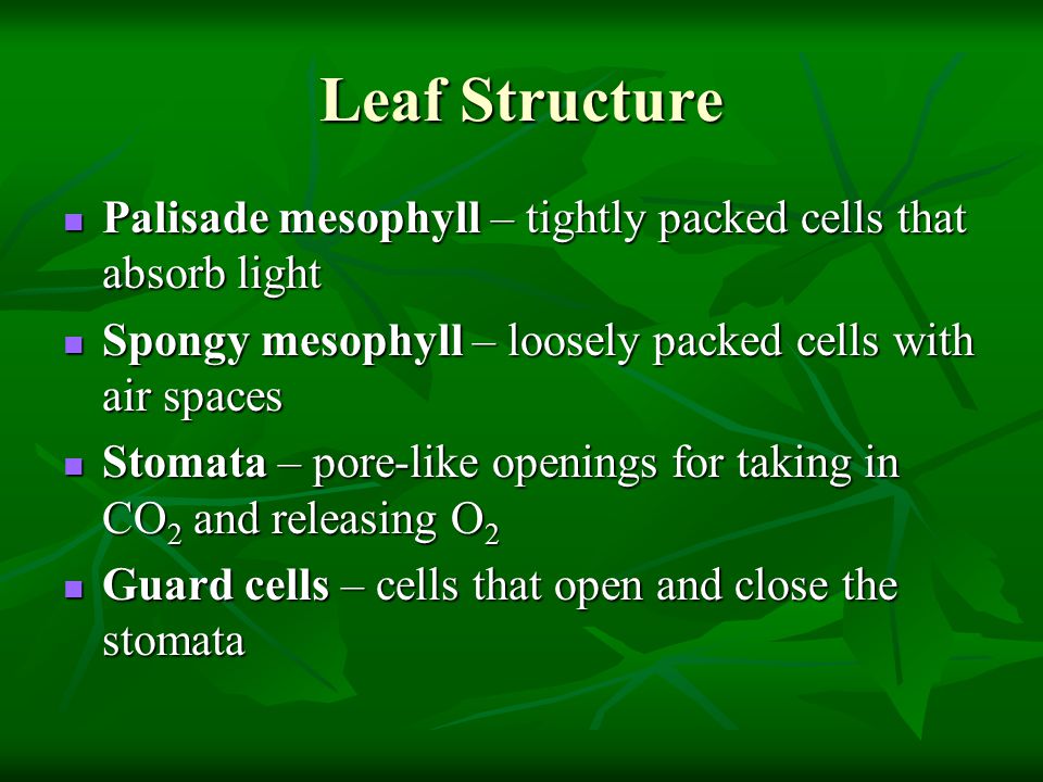 Leaf Structure Palisade mesophyll – tightly packed cells that absorb light. Spongy mesophyll – loosely packed cells with air spaces.