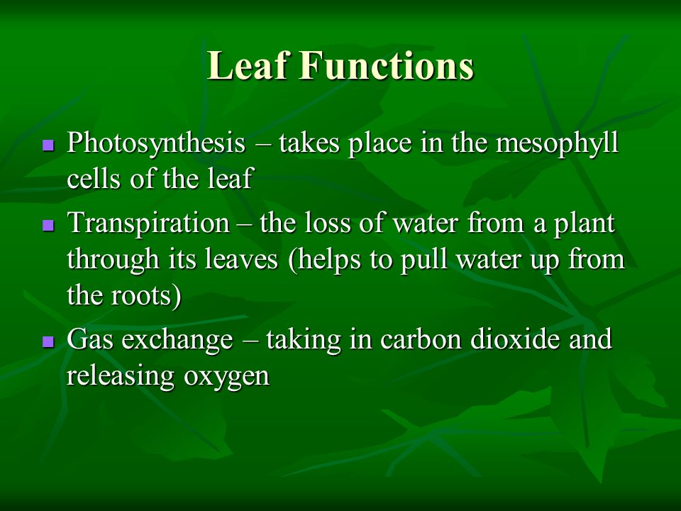 Leaf Functions Photosynthesis – takes place in the mesophyll cells of the leaf.